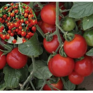 Solanum-lycopersicum-Tumbilng-Tom-Red
