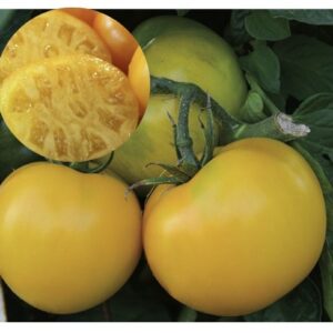 Solanum-lycopersicumLemon-Boy