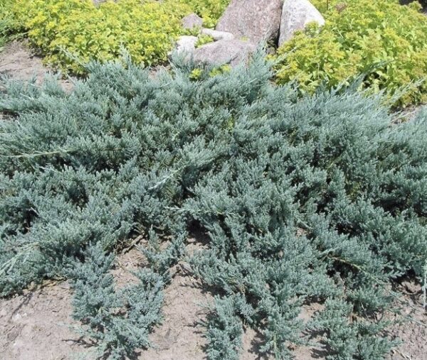 Juniperus-chinensis-Blue-Chip-1