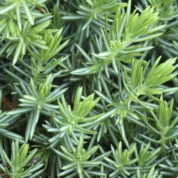 Juniperus-conferta-Blue-Pacific-2