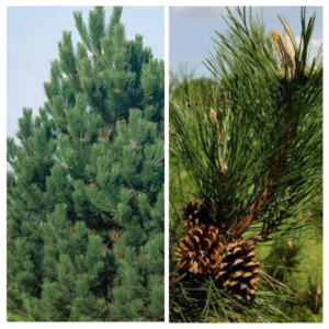 Austria-maend-Pinus-nigra-subsp-Nigra