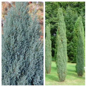 Harilik-kadakas-Arnold-2Y-Juniperus-communis-C3