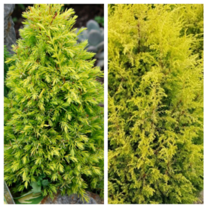Harilik-kadakas-Gold-Cone-Juniperus-communis-C3