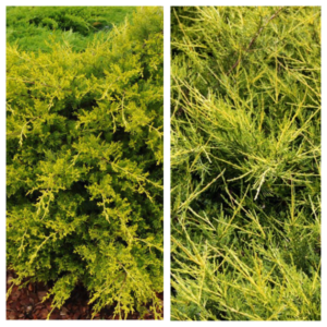 Hiina-kadakas-Kuriwao-Gold-Juniperus-chinensis-C3