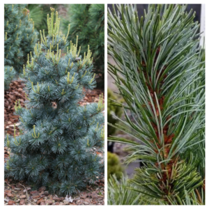 Jaapani-maend-Blauer-Engel-Pinus-parviflora