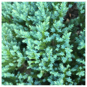 Kirju-kadakas-Little-Joanna-Juniperus-squamata