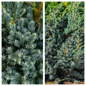 Kirju-kadakas-Meyeri-Juniperus-squamata-C3