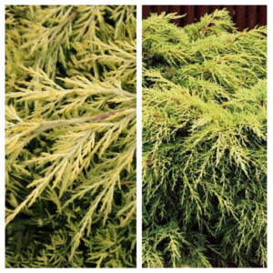 Pfitzeri-kadakas-King-of-Spring-Juniperus-x-pfitzeriana-C3