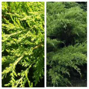 Pfitzeri-kadakasMint-Julep-Juniperus-x-pfitzeriana-C3