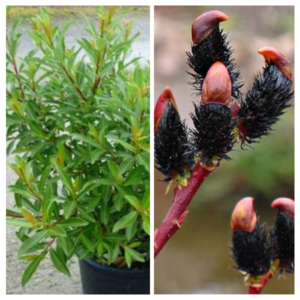 Pikaemakaline-paju-Melanostachys-Salix-gracilistyla