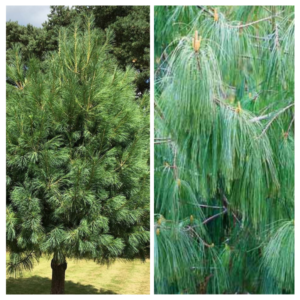 Pisarmaend-Pinus-wallichiana