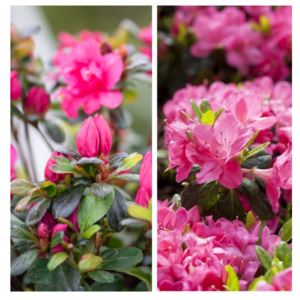 Toembilehine-rodo-Canzonetta-Rhododendron-obtusum-C2