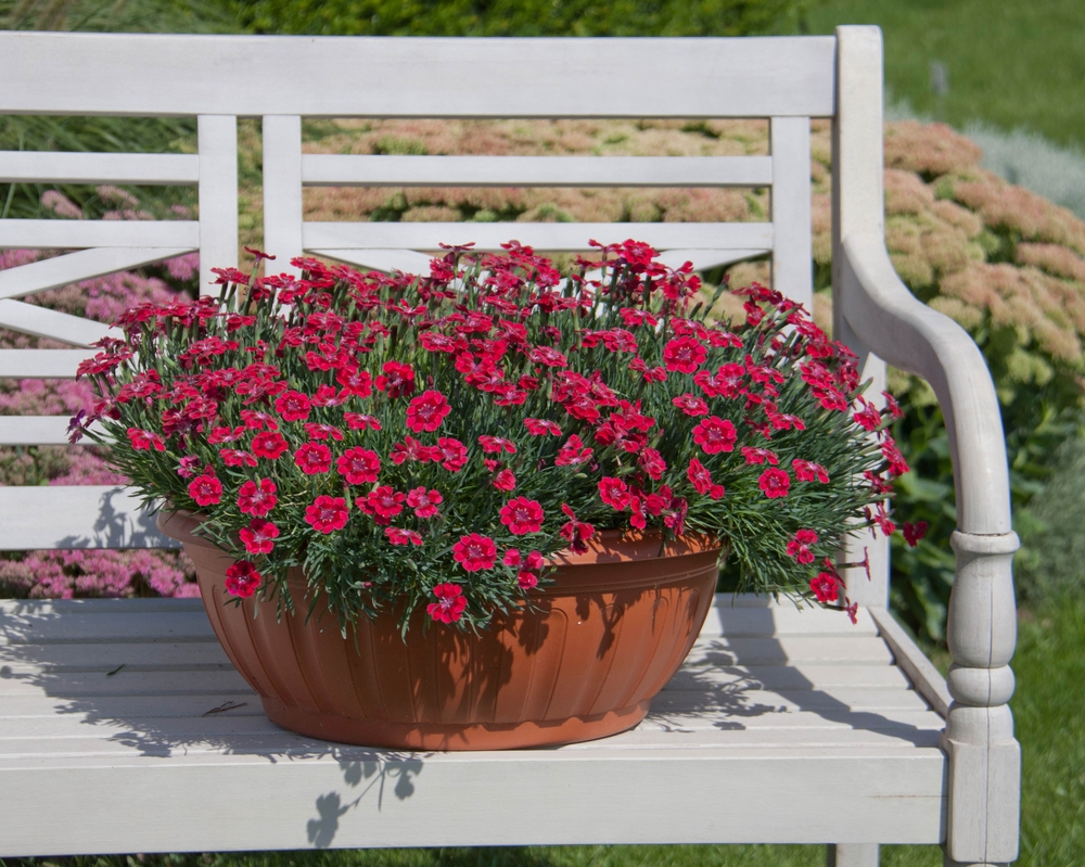 Aednelk ‘Pillow  Berry Red’