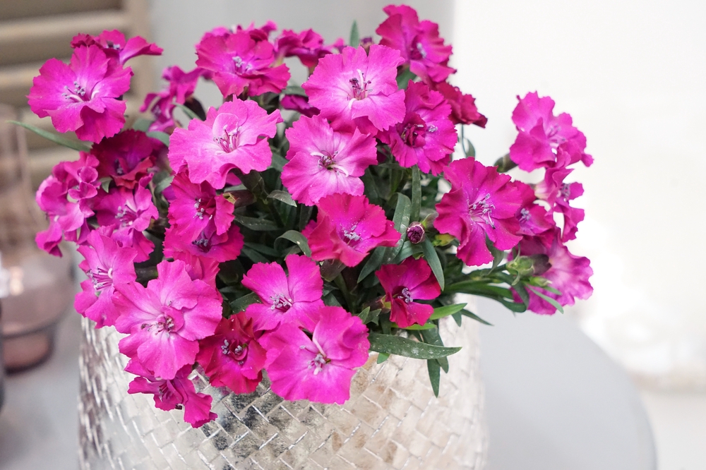 Aednelk ‘Scully’