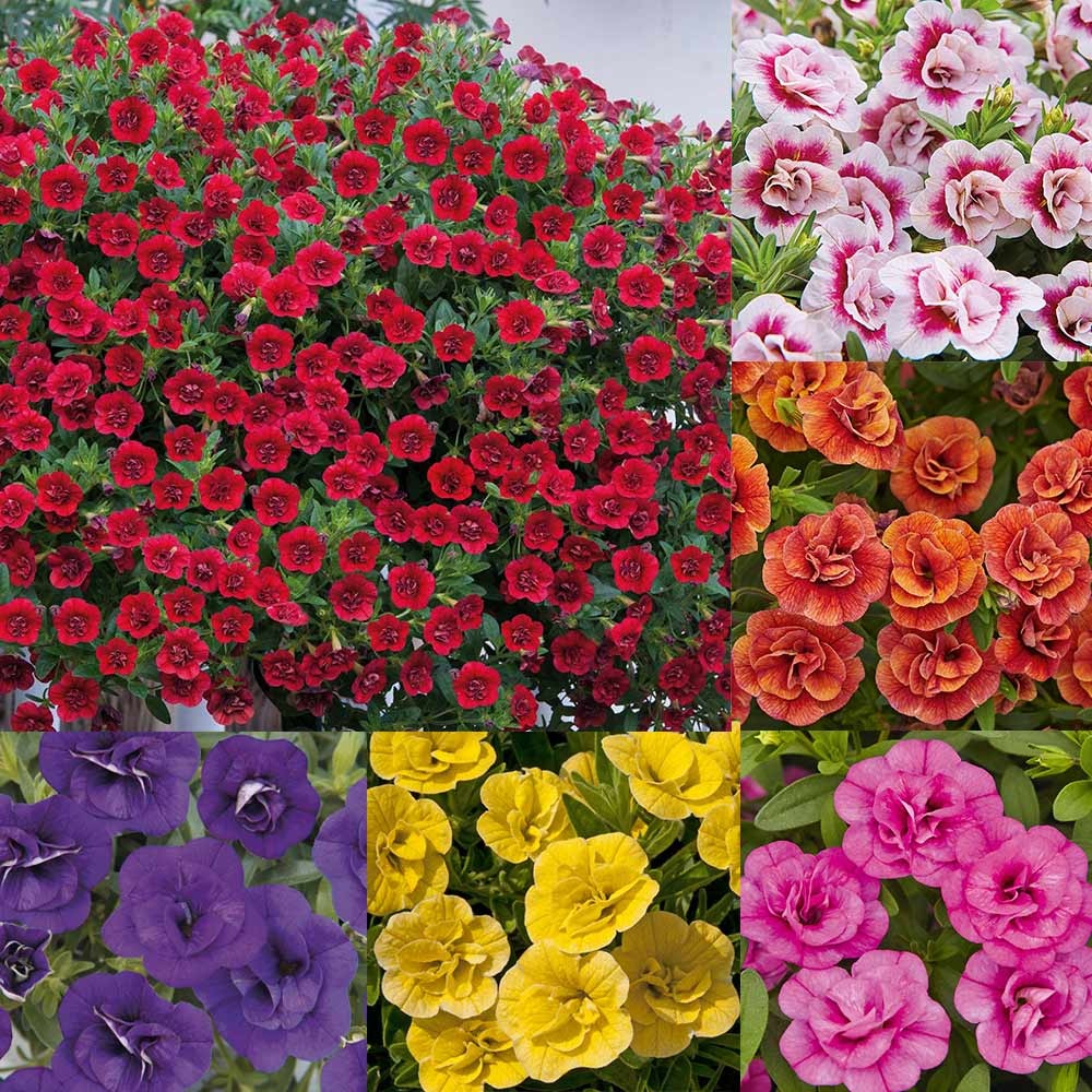 Aed-puispetuunia ‘Calita Double’