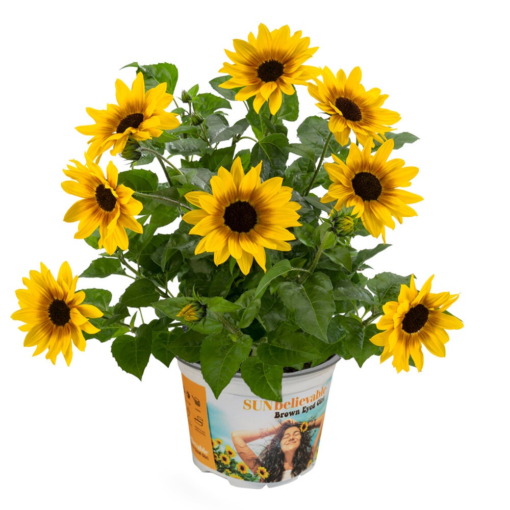 Päevalill ‘Compact Brown Eyed Girl’