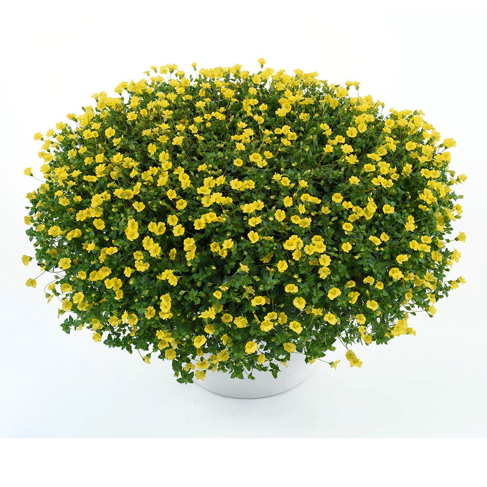 Timbu ‘Garden Freckles’