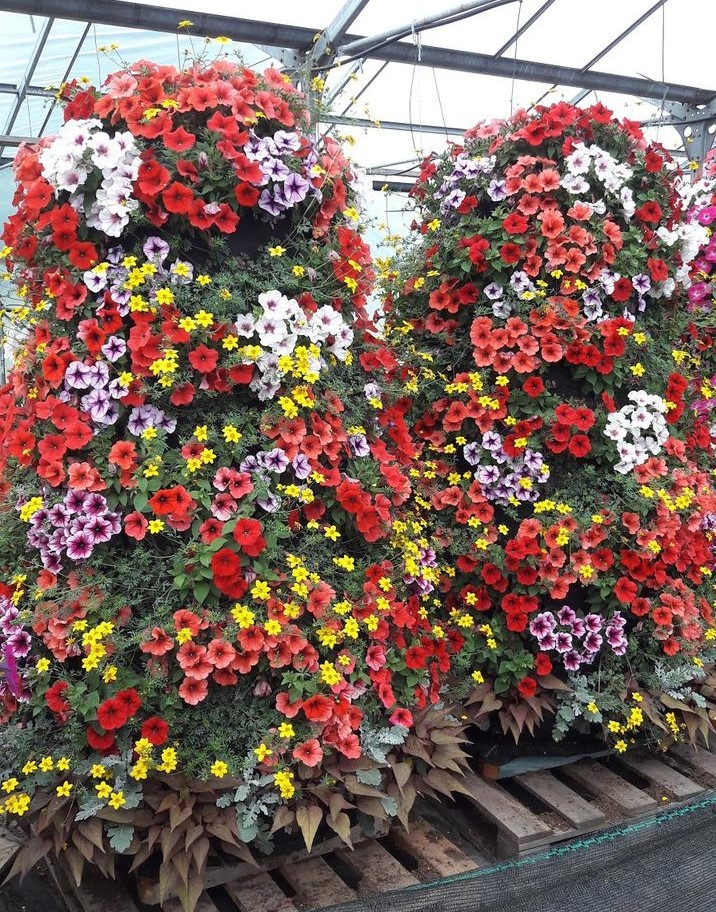 Koonusjas lilletorn RENDILE