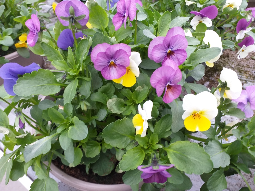 Sarvkannike ‘Ice Babes’