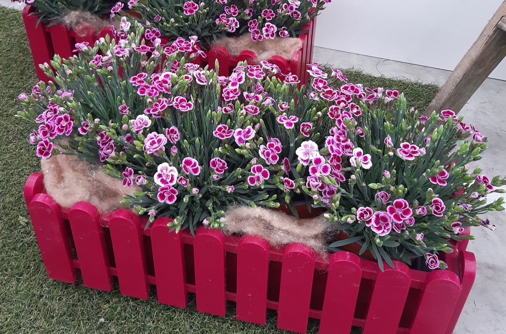 Aednelk ‘Pink Kisses’