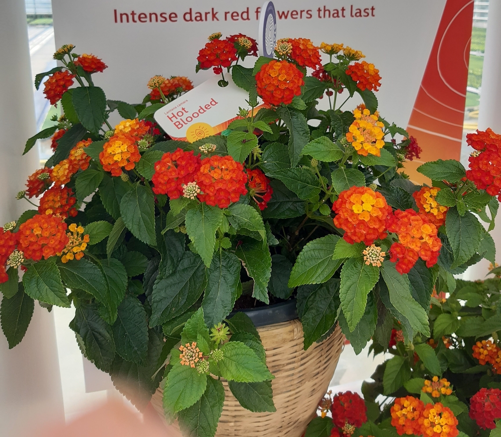 Lantaan ‘Hot Blooded’