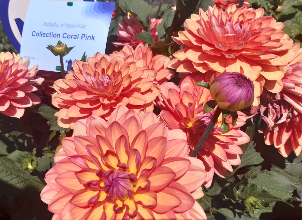 Daalia ‘Collection Coral Pink