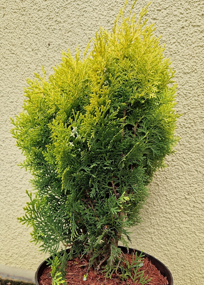 Ida-elupuu ‘Aurea Nana’