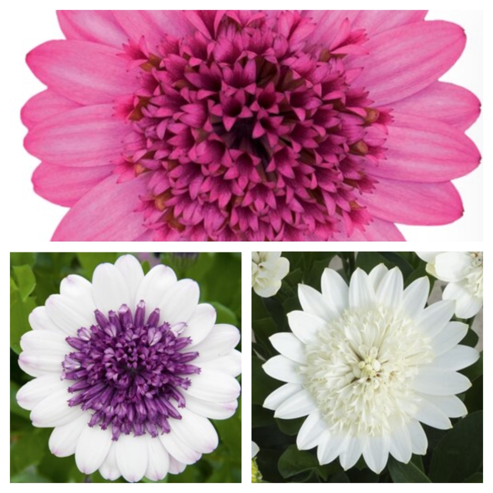 Ecloni kuldkakar ‘3D’