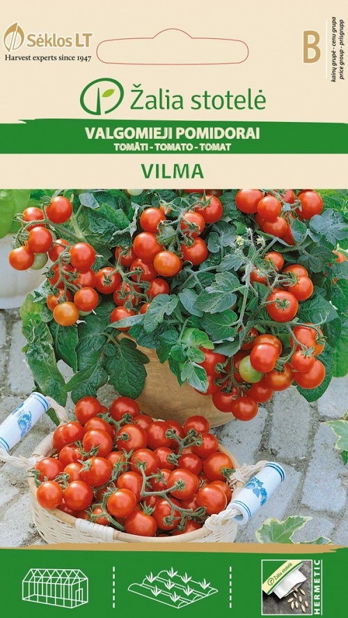 Tomat Vilma – Solanum lycopersicum L.