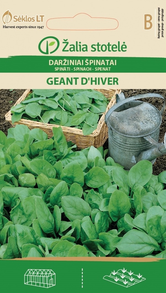 Spinat Geant D’Hiver – Spinacia oleracea L.