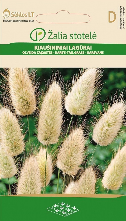 Jänesesaba Rabbit’s Tail Grass – Lagurus ovatus L.