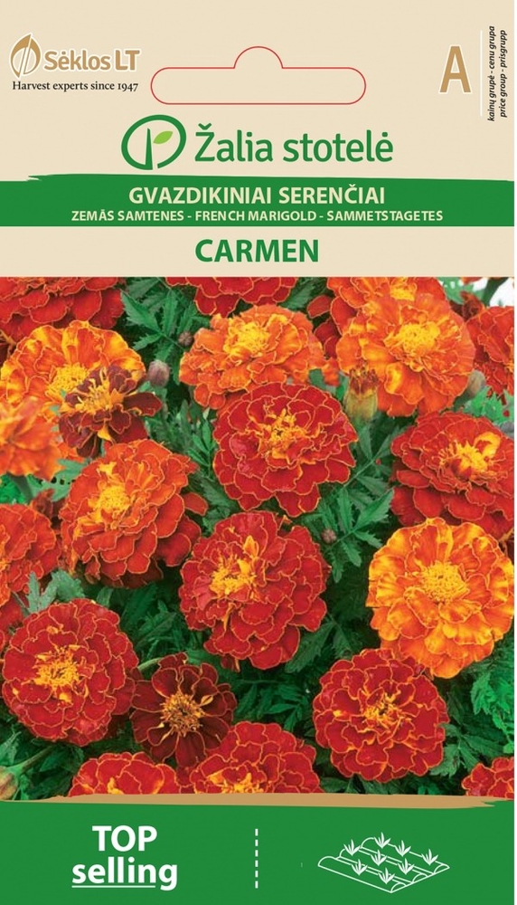 Madal peiulill French Marigold Carmen – Tagetes patula L.