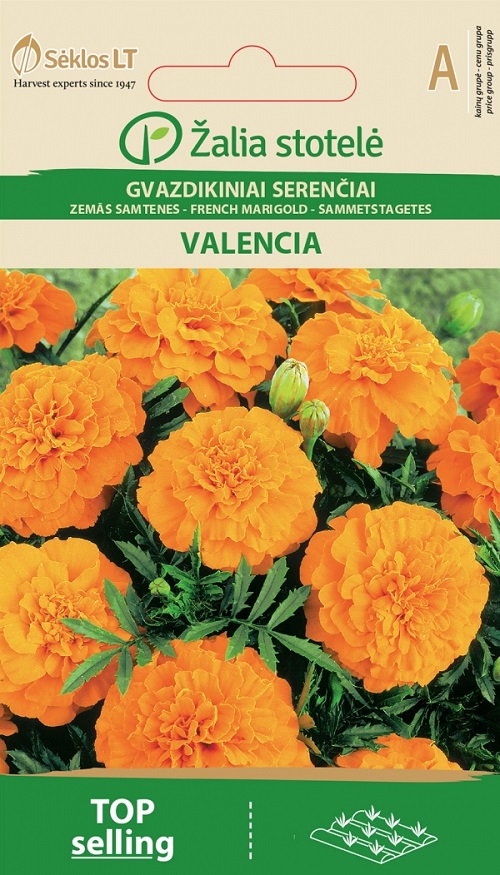 Madal peiulill French Marigold Valencia – Tagetes patula L.