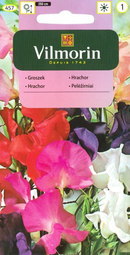 Lillhernes segu – Lathyrus odoratus 5g 1