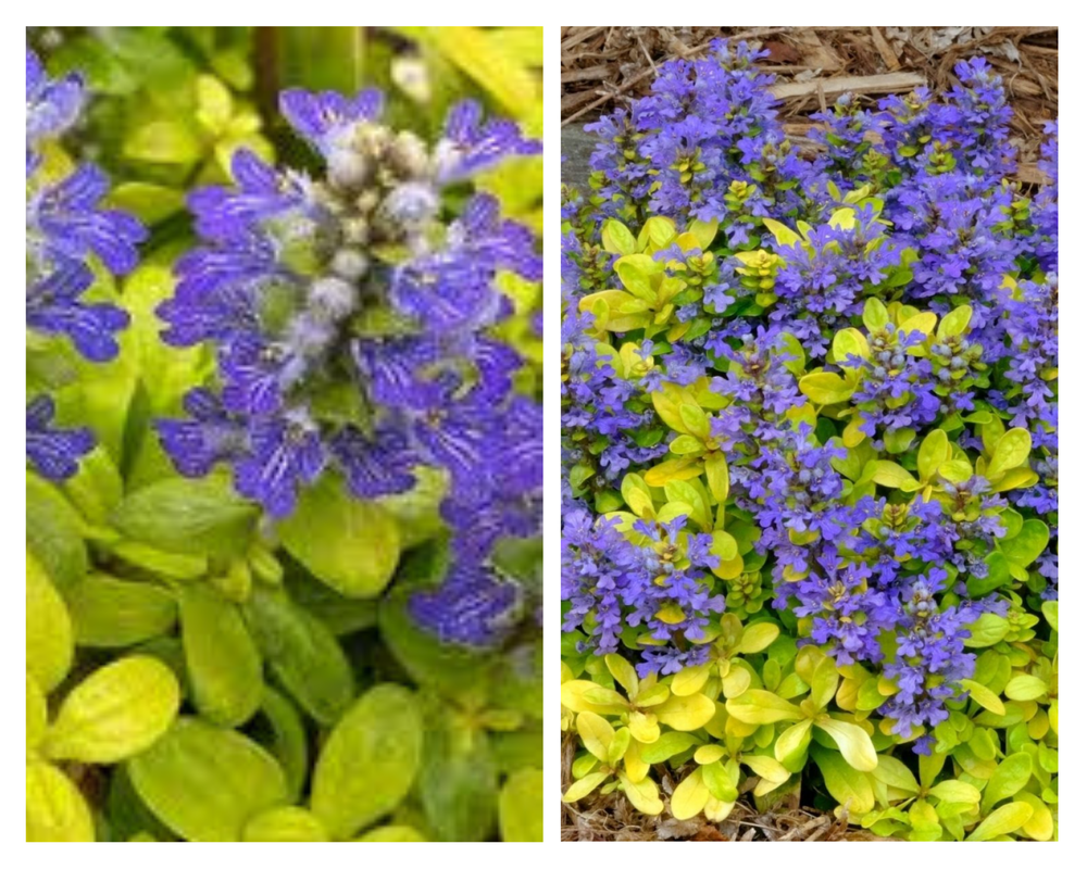 Roomav akakapsas Feathered Friends® ‘Cordial Canary’, Ajuga reptans