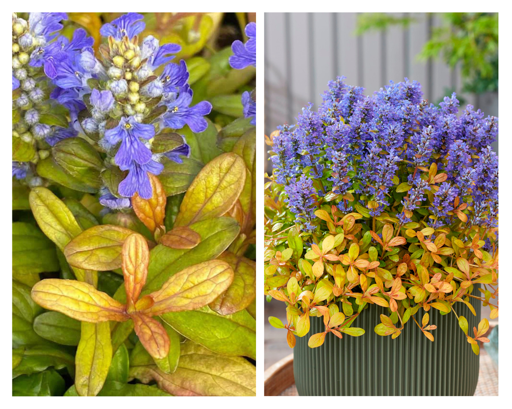 Roomav akakapsas Feathered Friends® ‘Fancy Finch’, Ajuga reptans