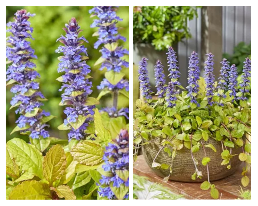 Roomav akakapsas Feathered Friends® ‘Tropical Toucan’, Ajuga reptans