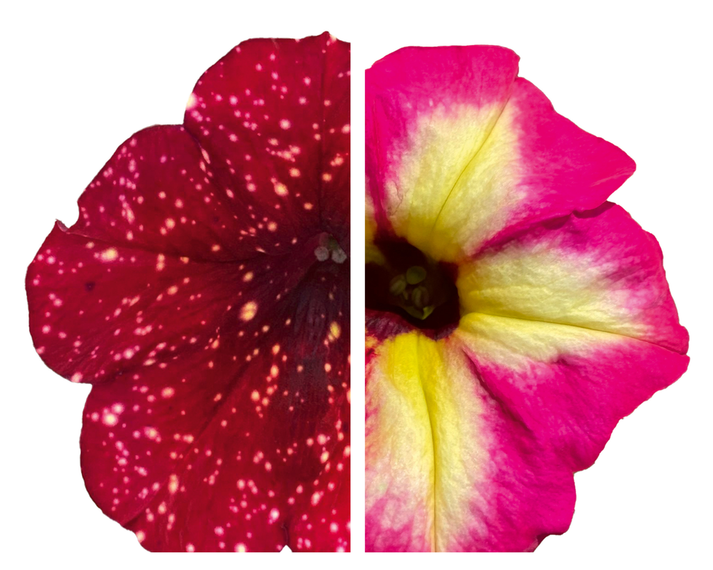 Ripp-petuunia ‘Alpetunia’