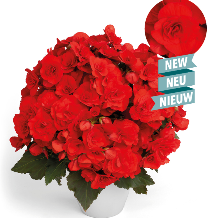 Roosbegoonia ‘Balisto’