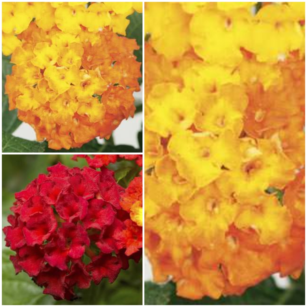 Lantaan ‘Bandana’