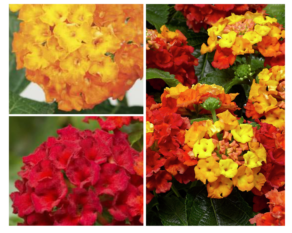 Lantaan ‘Bandana’