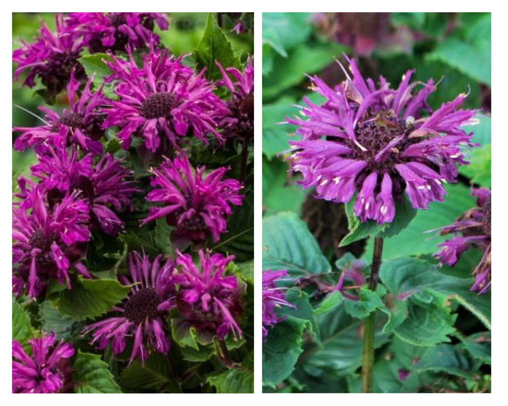 Monarda Bee-You ‘Bee-Pure’, Monarda, P15