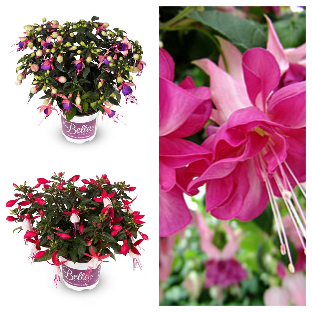 Fuksia ’Bella’