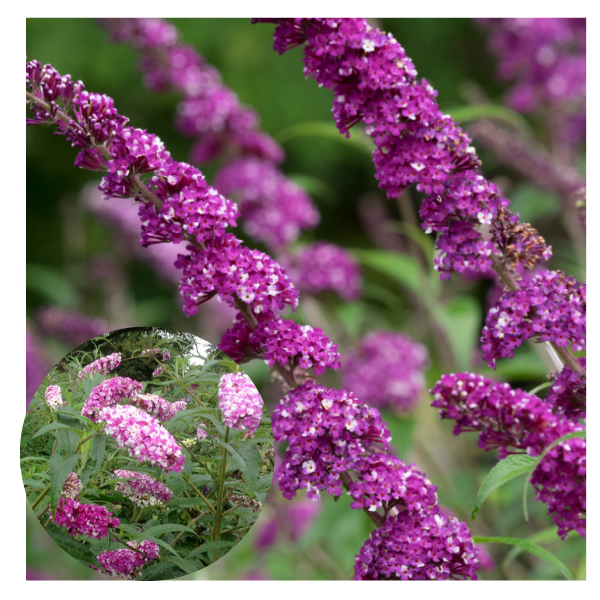 Haldjamüts e budleia