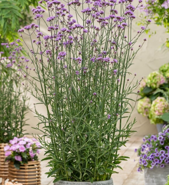 Argentiina raudürt ‘Bonnie Blue’