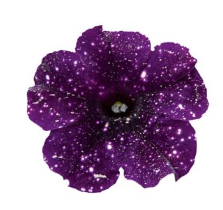 Ripp-petuunia ‘Mystery Sky’