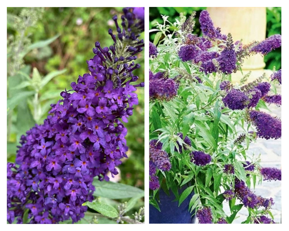 Davidi haldjamüts(budleia) Summer Bird ‘Blue’, Buddleja davidii