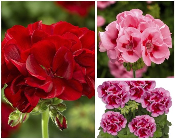 Liikidevaheline pelargoon