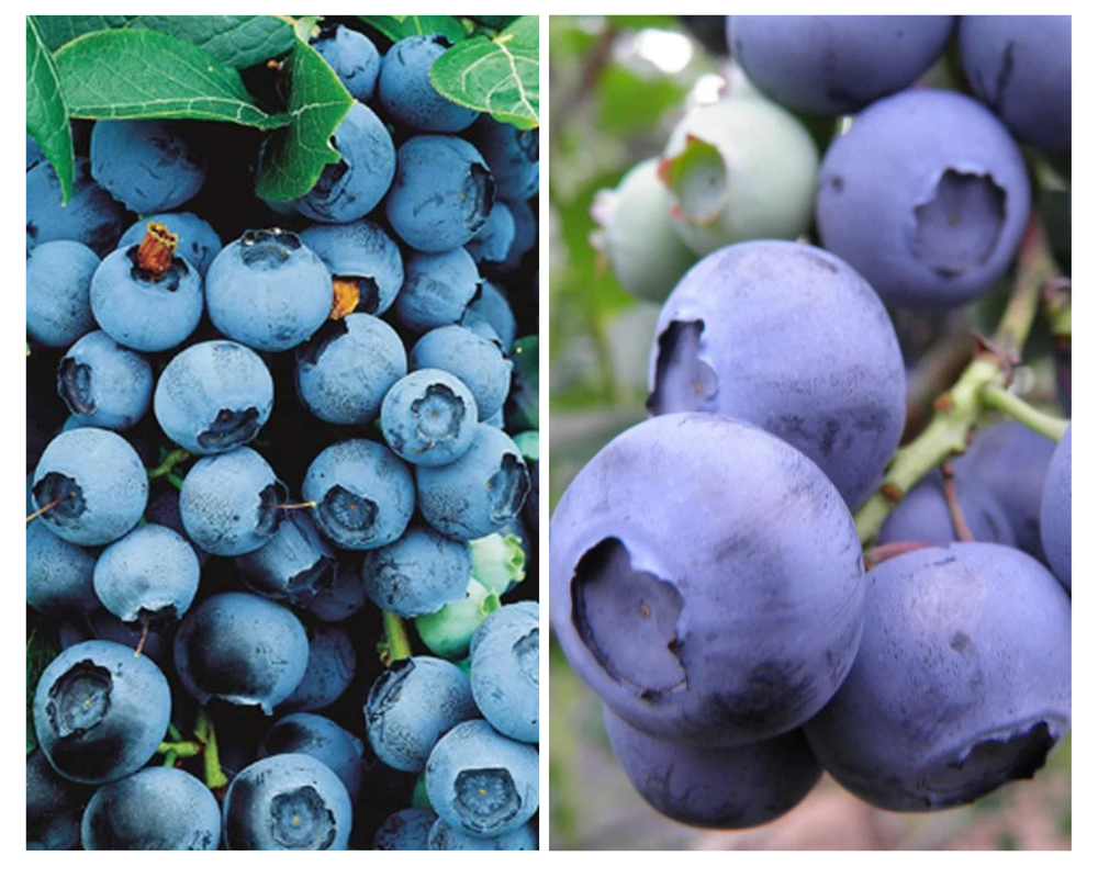 Kännasmustikas ‘Chandler’, Vaccinium corymbosum, P19