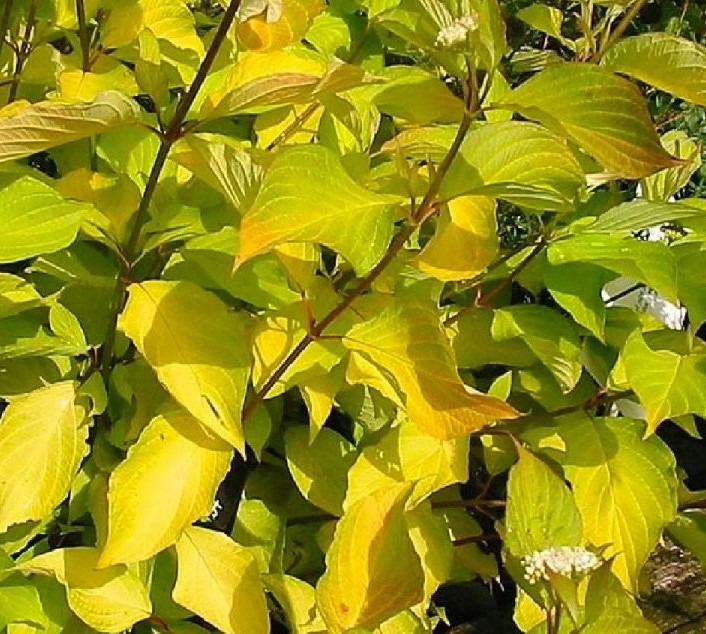 Siberi kontpuu ’Aurea’, Cornus alba, C2 40-50 cm